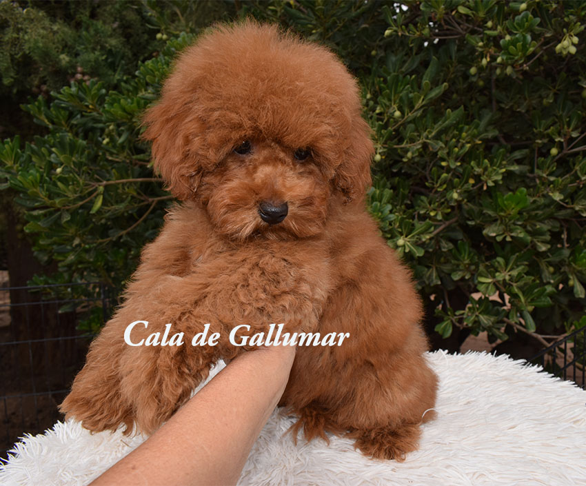 cachorros caniche toy