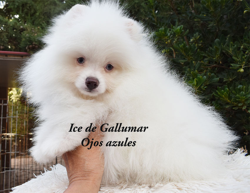 cachorros pomerania