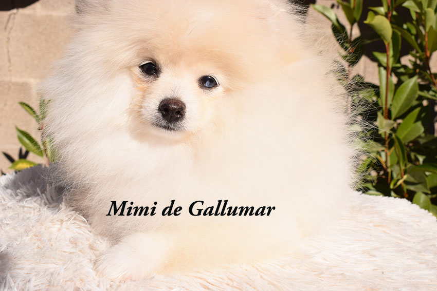 Gallumar - Cria especializada y exclusiva de las razas Caniche Toy, Pomerania, y Shih tzu