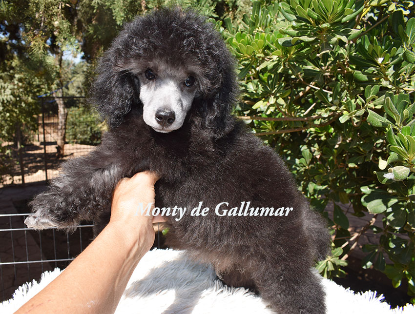 cachorros de caniche toy