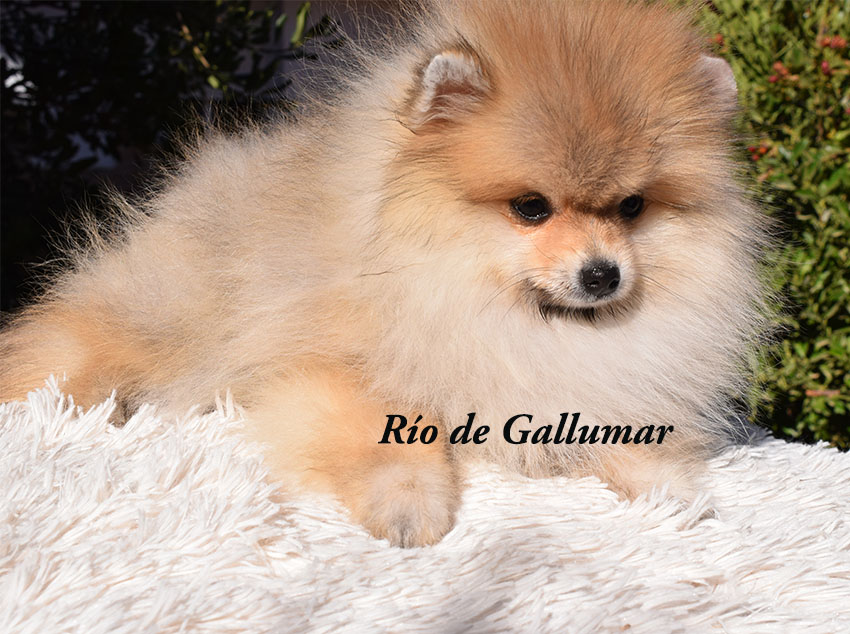 Gallumar - Cria especializada y exclusiva de las razas Caniche Toy, Pomerania, y Shih tzu