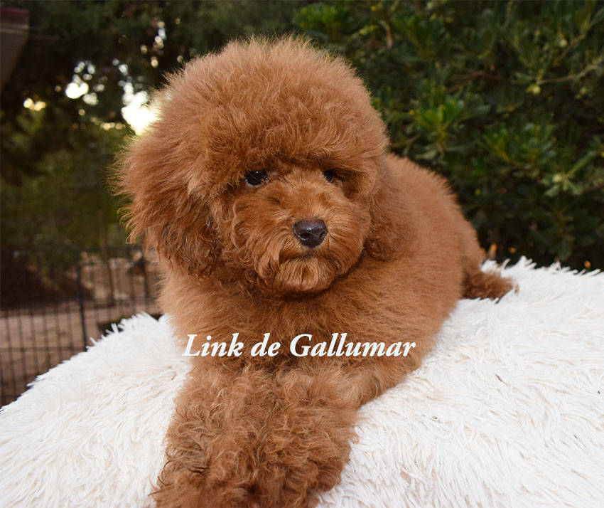 cachorros caniche toy