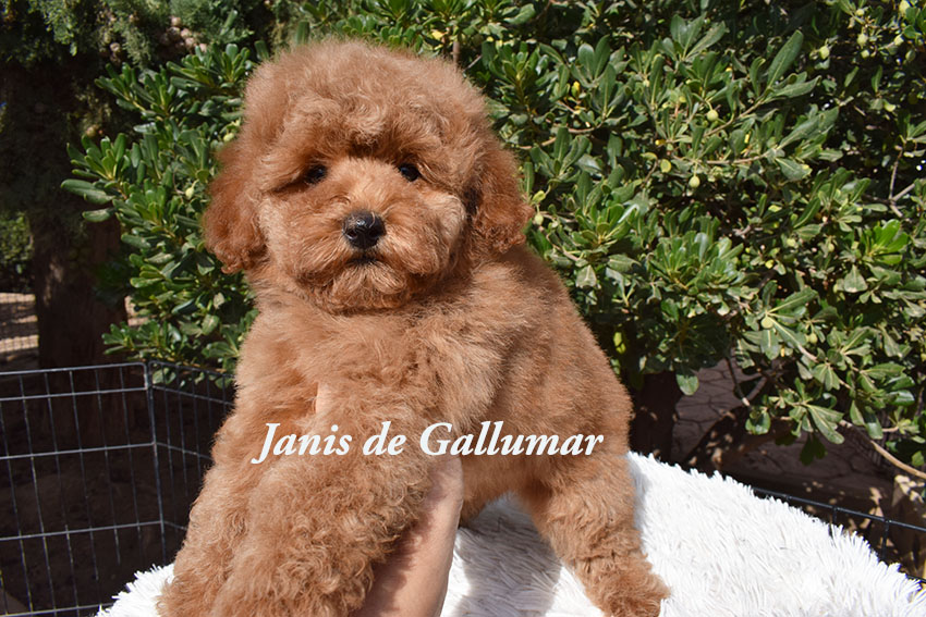 cachorros caniche toy 
