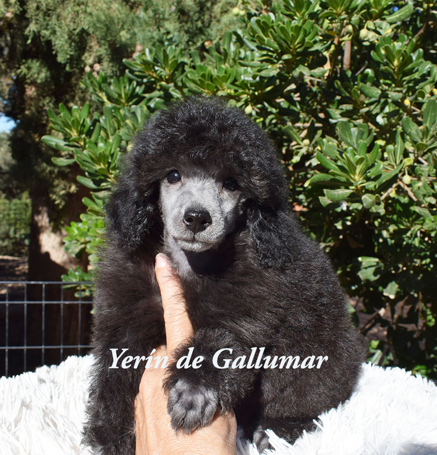 cachorros caniche toy 
