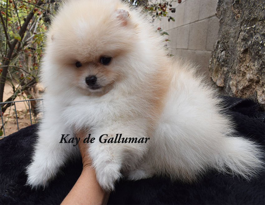 Gallumar - Cria especializada y exclusiva de las razas Caniche Toy, Pomerania, y Shih tzu