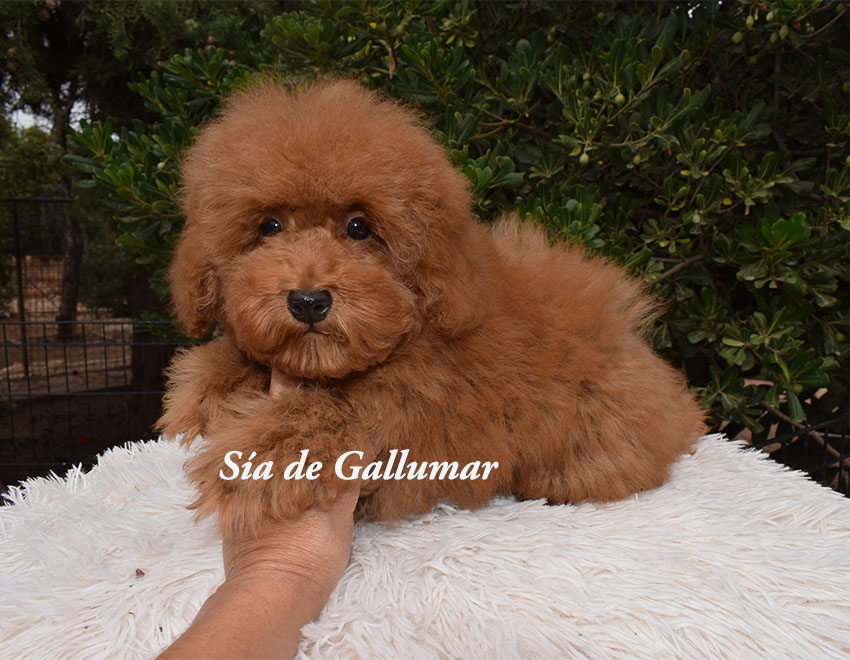 cachorros caniche toy