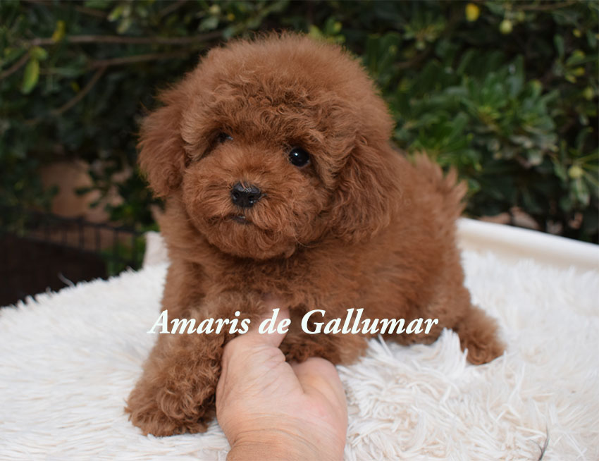 cachorros de caniche toy preciosos