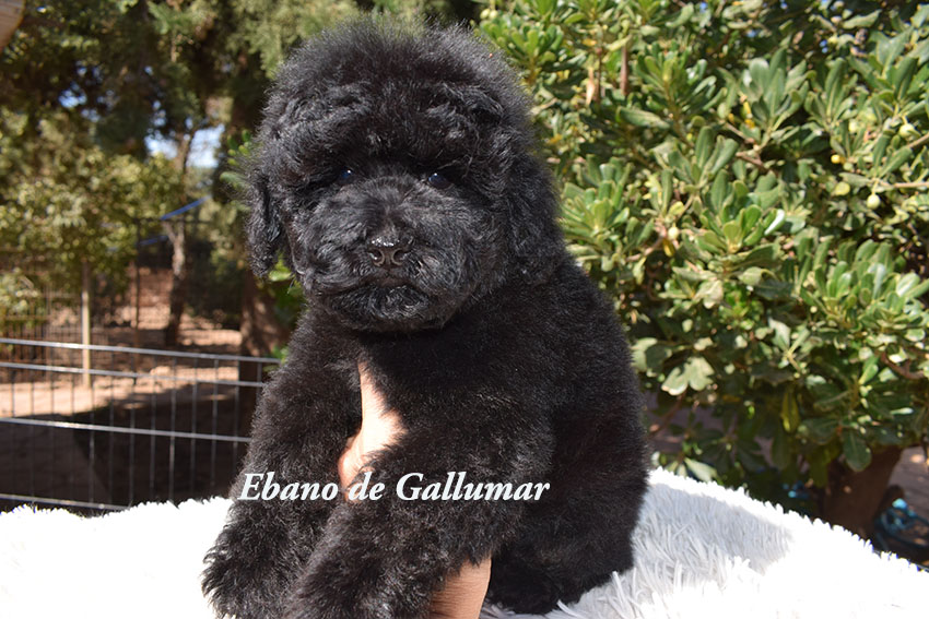cachorros caniche toy 