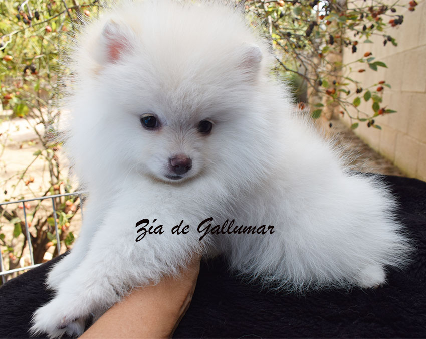 Gallumar - Cria especializada y exclusiva de las razas Caniche Toy, Pomerania, y Shih tzu