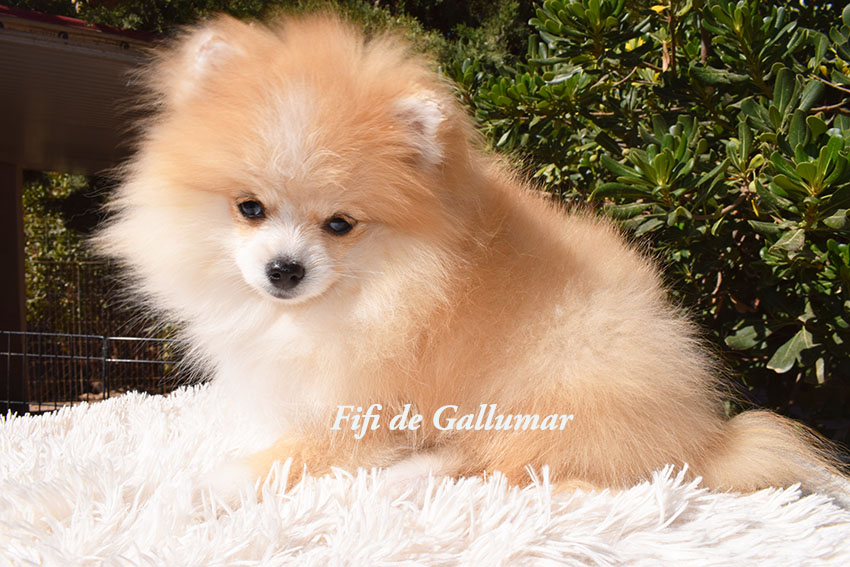 Gallumar - Cria especializada y exclusiva de las razas Caniche Toy, Pomerania, y Shih tzu