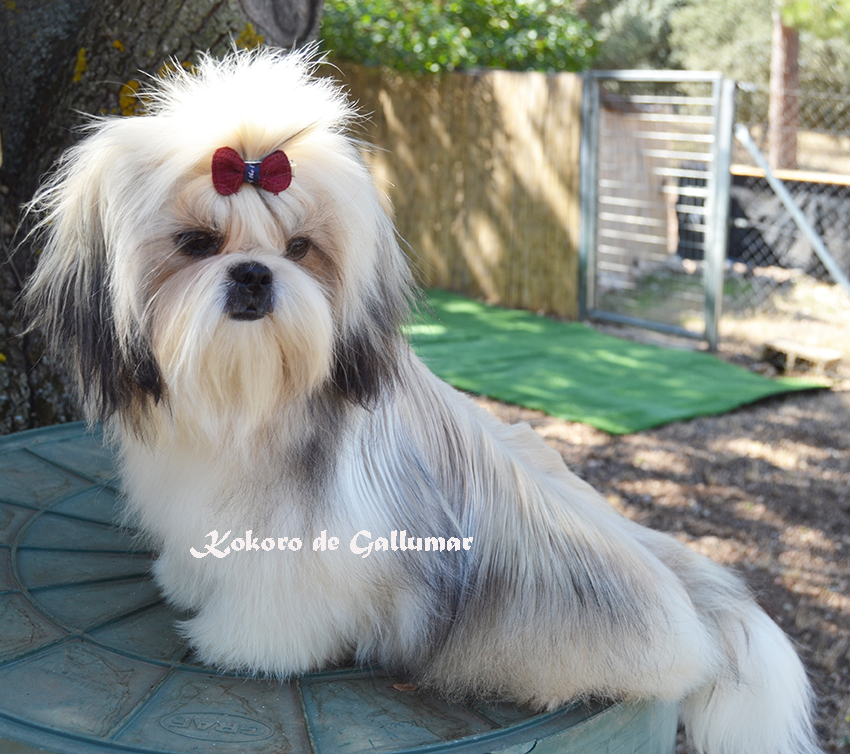 Shih tzu de Gallumar - cahocrro sociable y equilibrado