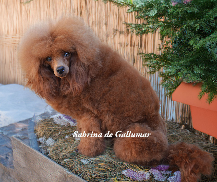 Hembras caniche toy rojo