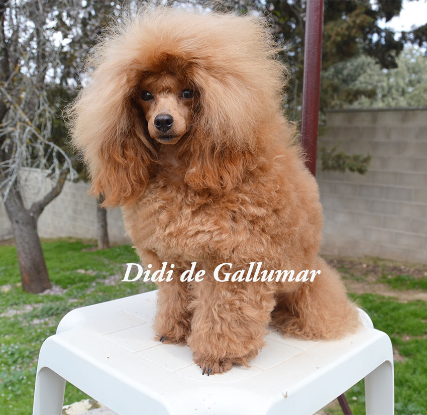 Hembras de caniche toy rojo