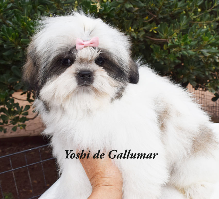 Cachorros de shih tzus exclusivos