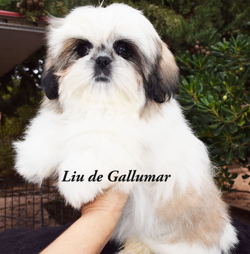 Cachorros de shih tzus exclusivos