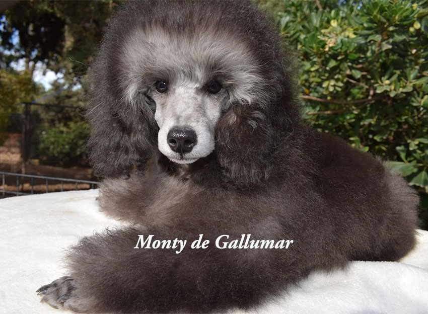 Cachoros de caniche toy rojos preciosos