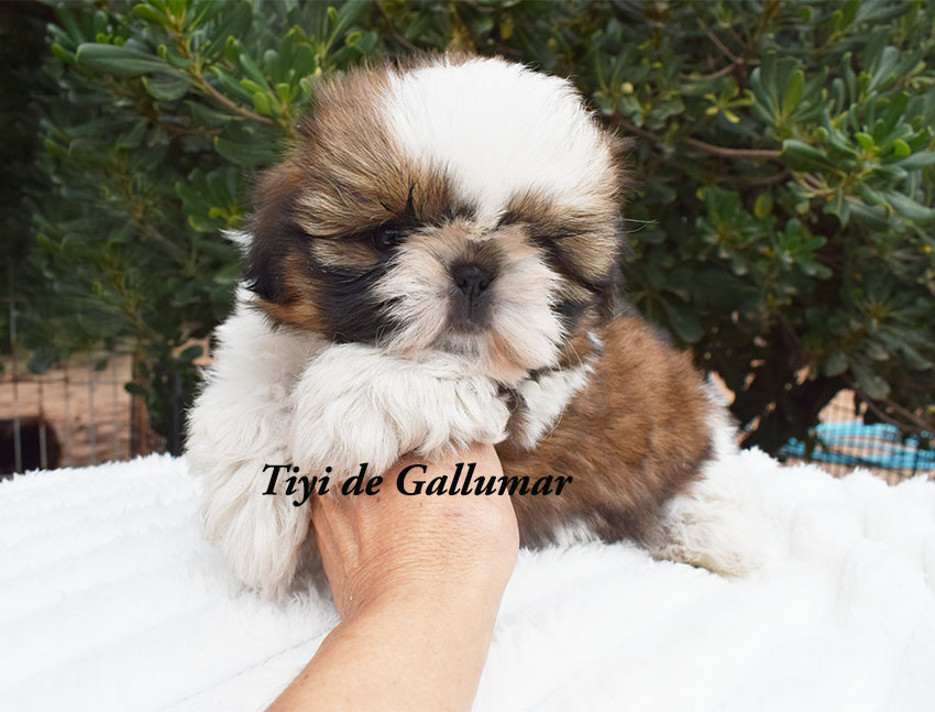 Cachorros de shih tzu exclusivos