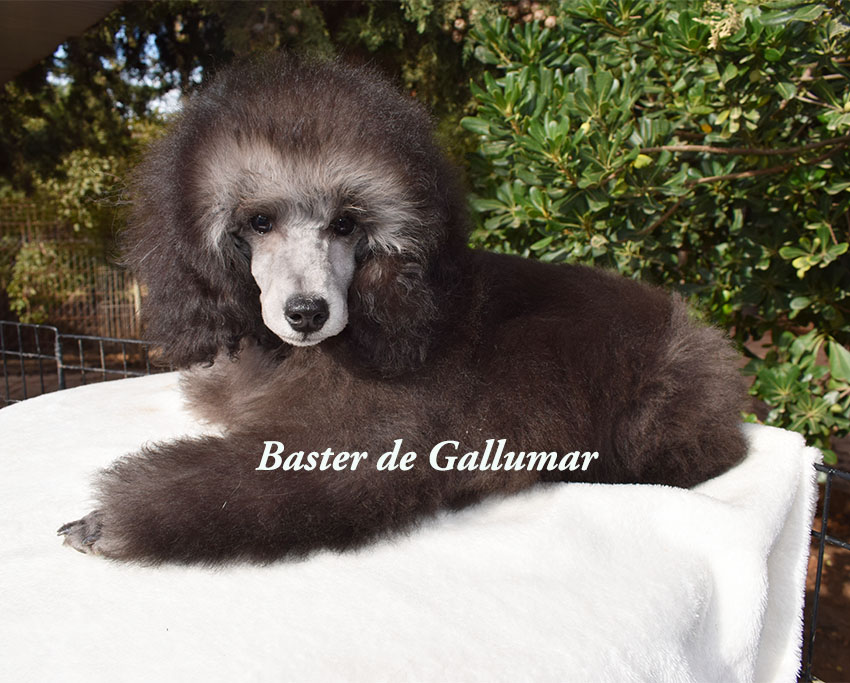 Cachorros de caniche toy rojos preciosos