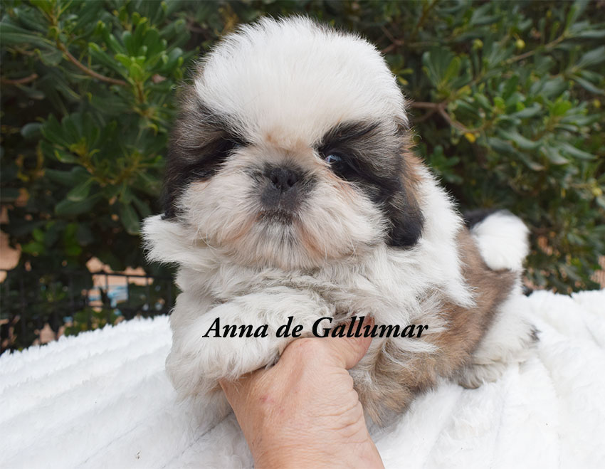 Ansiedad en perros pequeños
