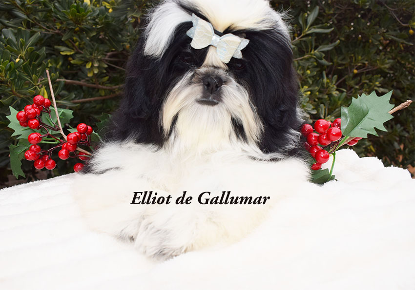 Cachorros de shih tzus exclusivos