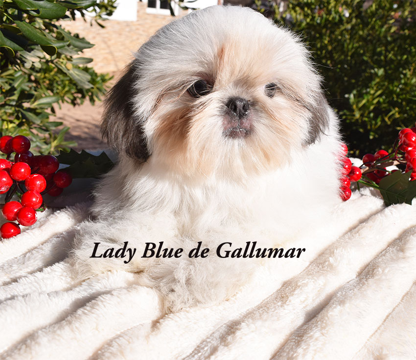 cachorros de shih tzu exclusivos