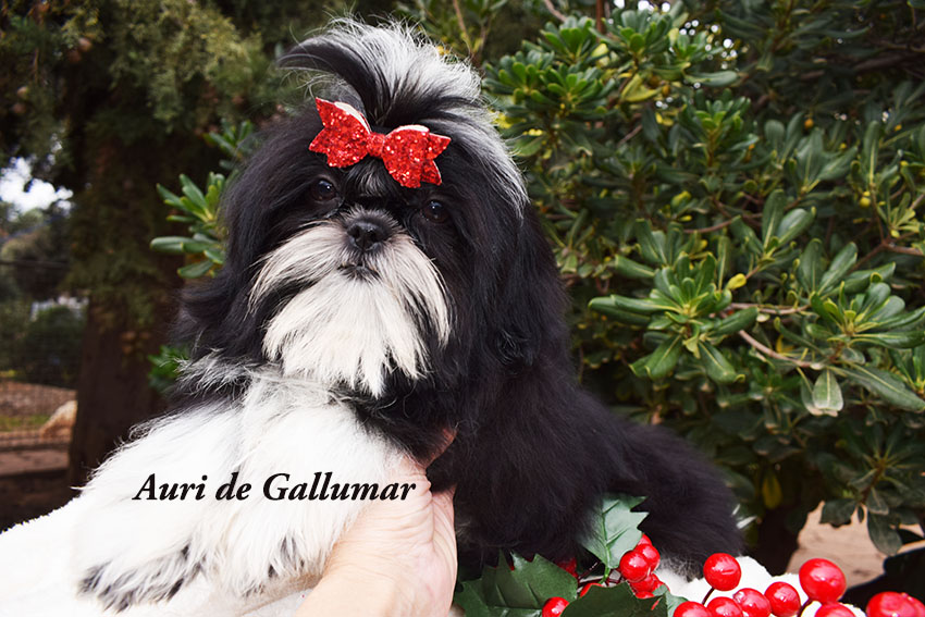 Cachorros de shih tzu exclusivos