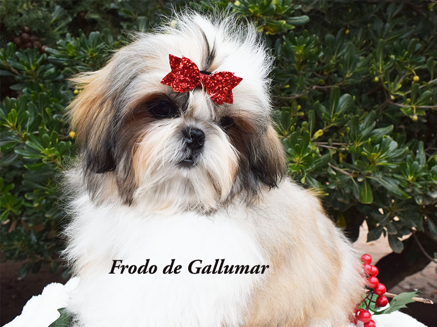 Cachorros de Shih tzus exclusivos