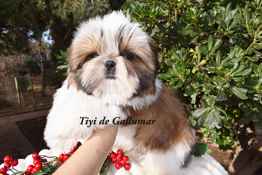 Cachorros de shih tzus exclusivos