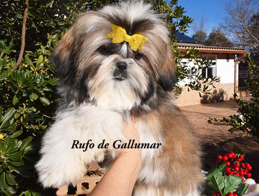 Cachorros de shih tzus exclusivos