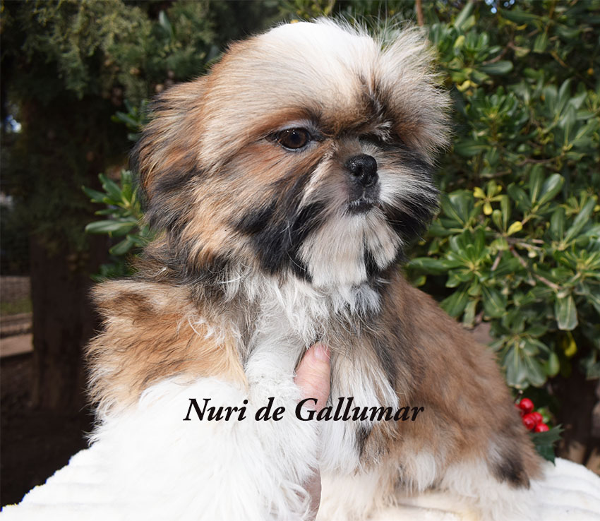 Cachorros de shih tzus exclusivos