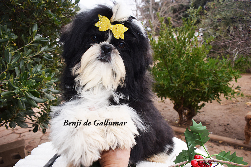 Cachorros de shih tzus exclusivos