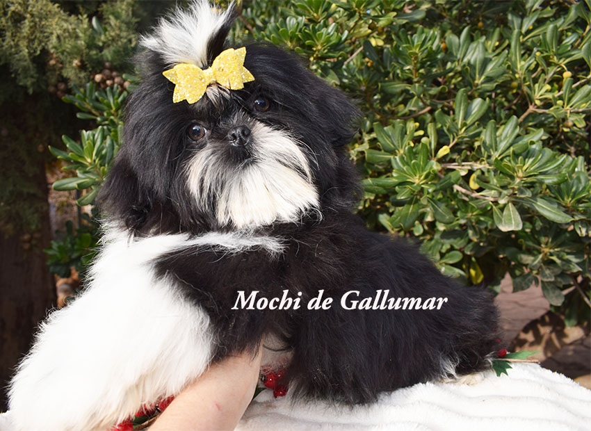 Cachorros de shih tzus exclusivos