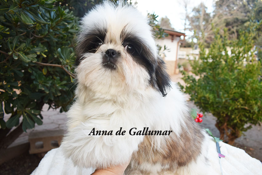 Cachorros de shih tzu exclusivos