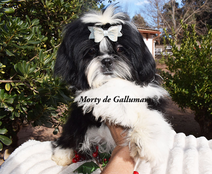 Cachorros de Shih tzus exclusivos