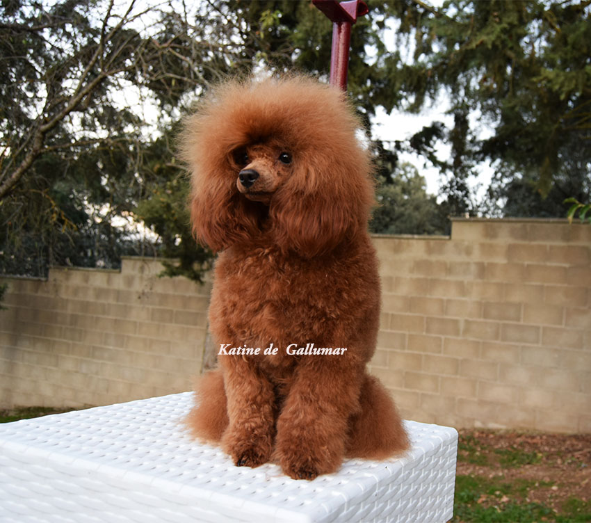 Hembras de caniche toy rojo