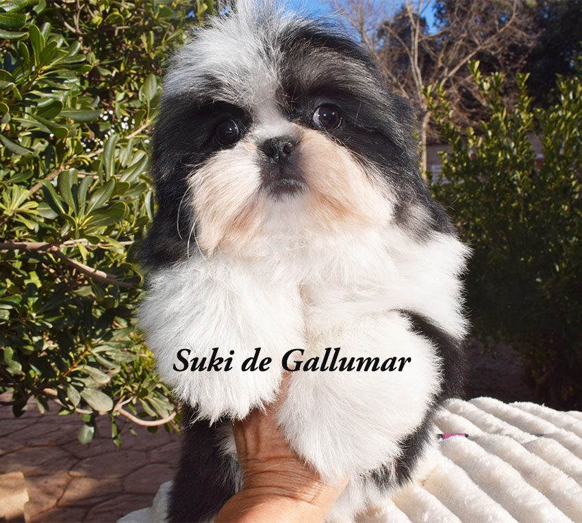 Cachorros de shih tzus exclusivos
