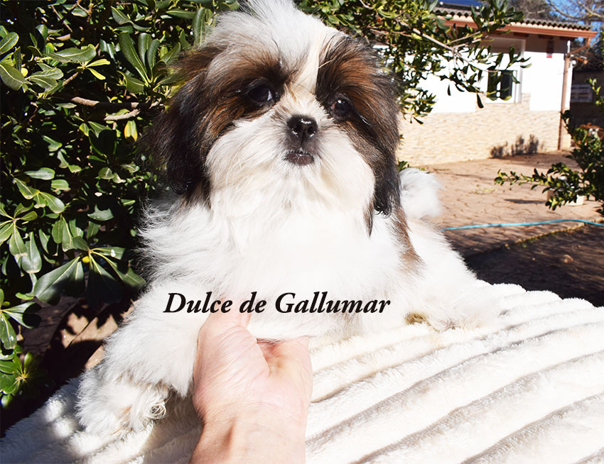 Cachorros de shih tzu exclusivos
