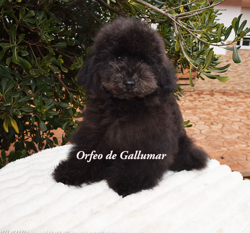 Cachorros de caniche toy preciosos