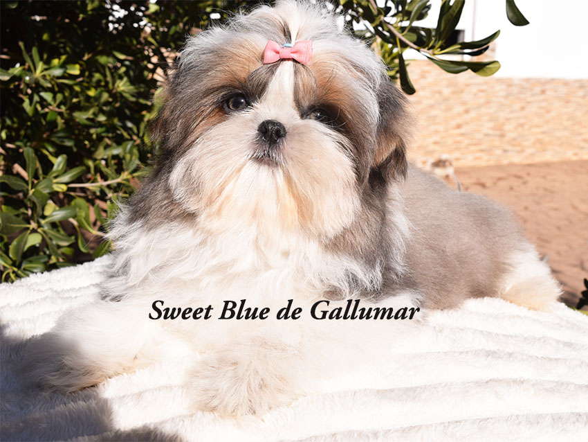 Cachorros de shih tzu exclusivos