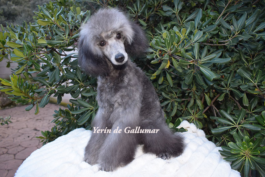 Cachorros de caniche toy preciosos