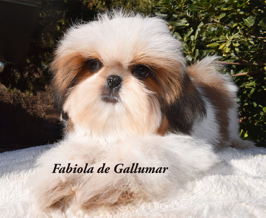 Cachorros de shih tzu exclusivos