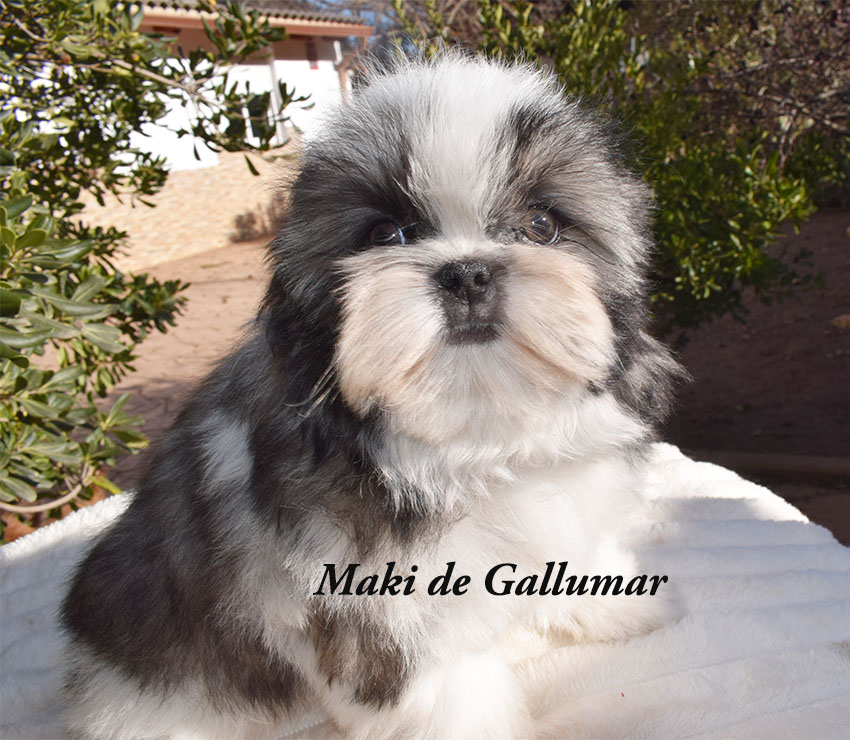 Cachorros de shih tzus exclusivos