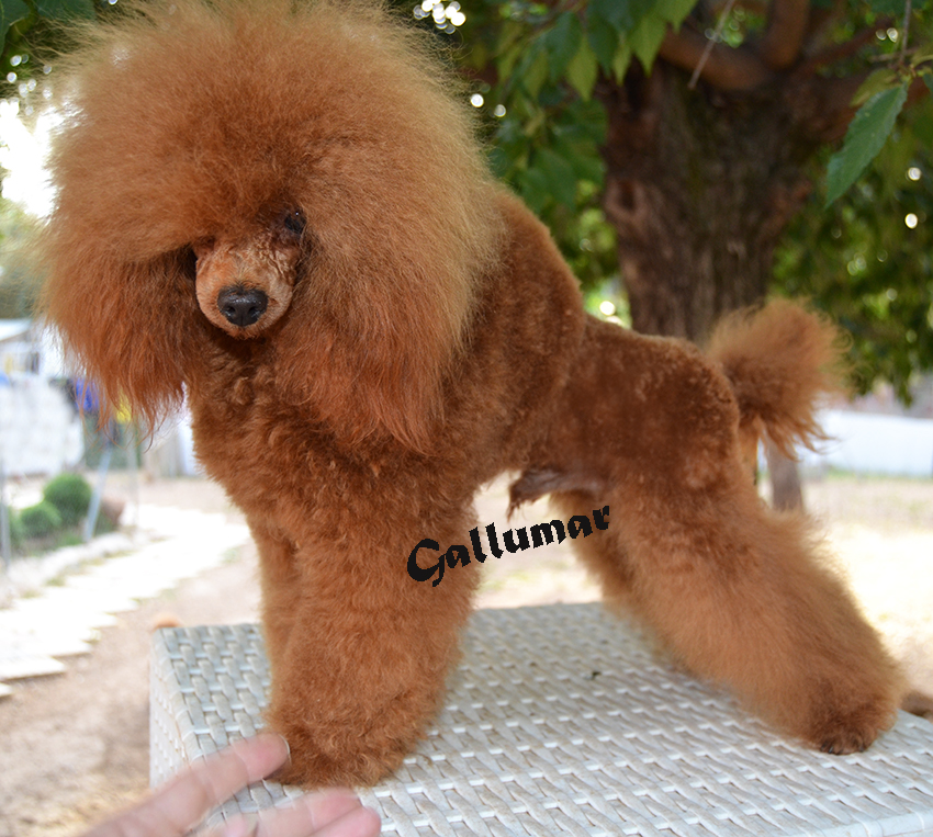 Golden Strick Rony Caniche toy color rojo