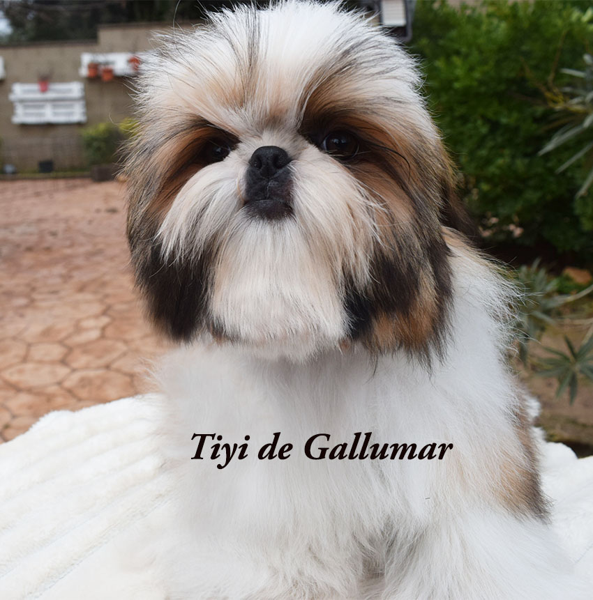 Cachorros de shih tzus exclusivos