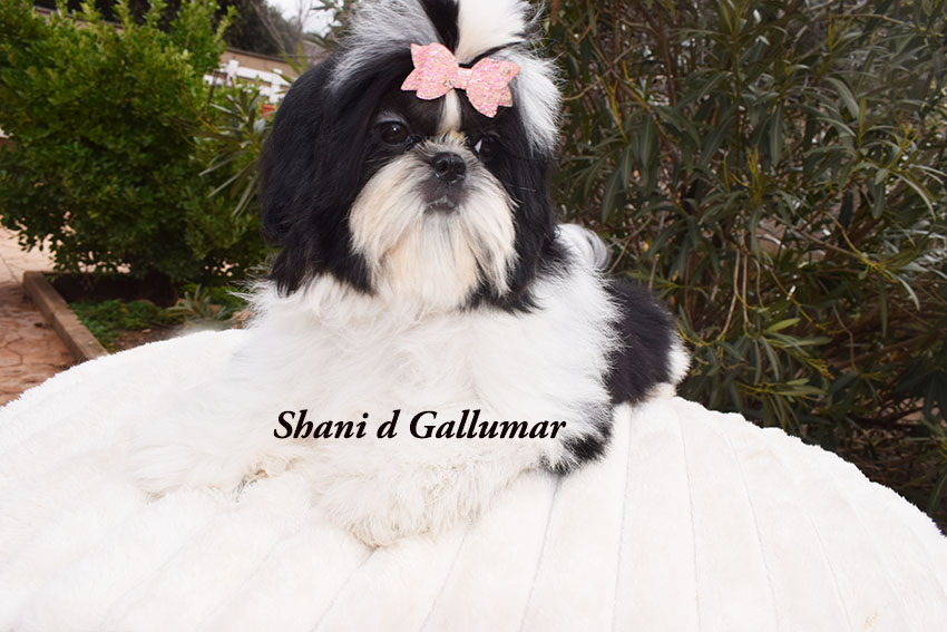 Cachorros de shih tzu exclusivos