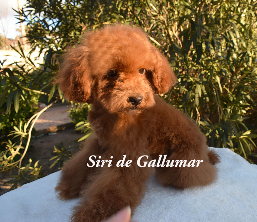 CAchorros de caniche toy rojos preciosos