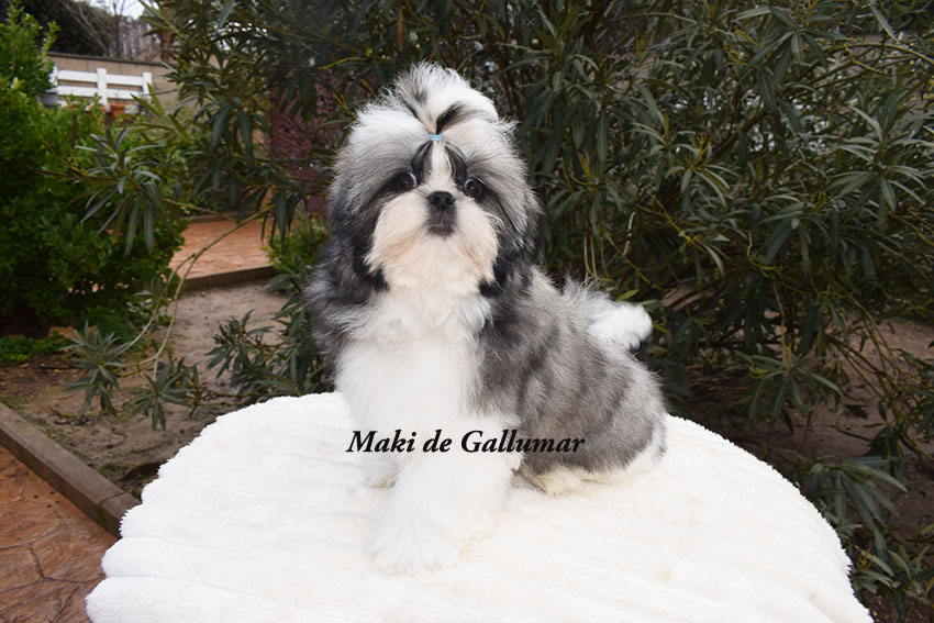 Cachorros de shih tzus exclusivos