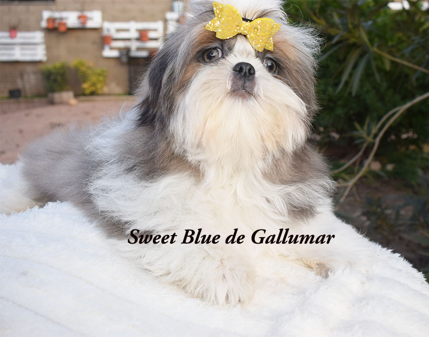 Cachorros de shih tzus exclusivos