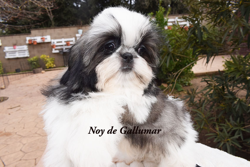 Cachorros de shih tzu exclusivos