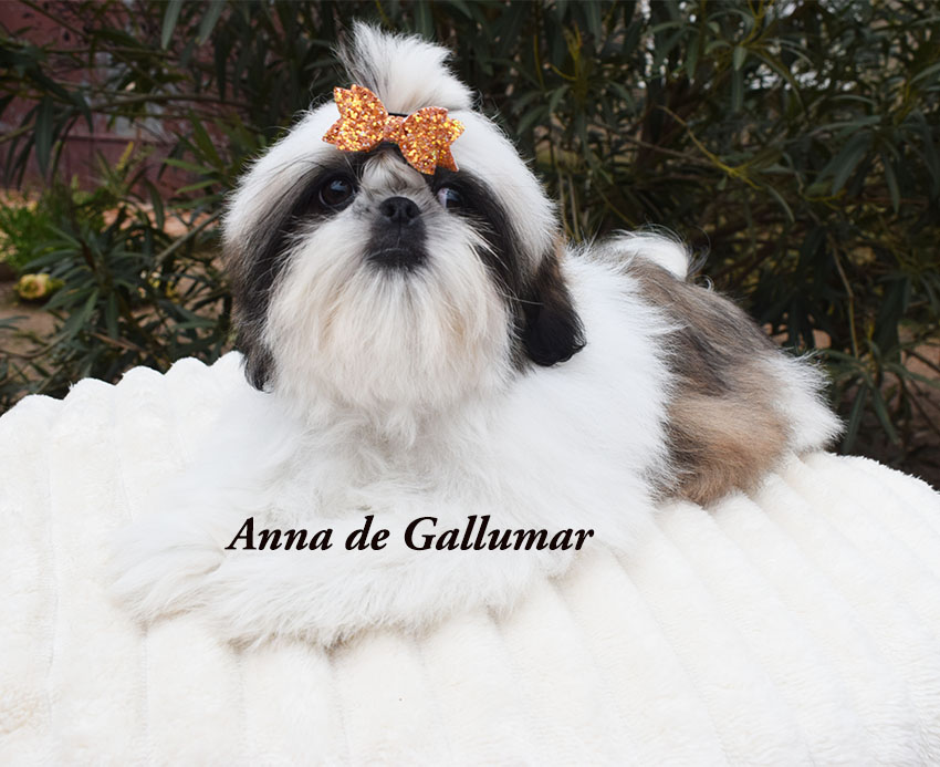 Cachorros de shih tzu exclusivos